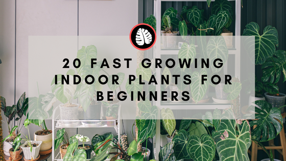 20 Fast Growing Indoor Plants - Create a Lush Indoor Jungle in a month!