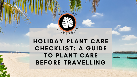 Holiday Plant Care Checklist: What to do with your houseplants before travelling
