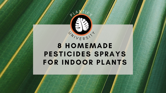 8 Homemade Pesticide Sprays for Indoor Plants