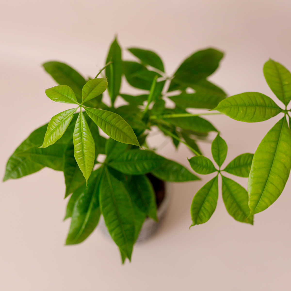 Plants that represent Abundance