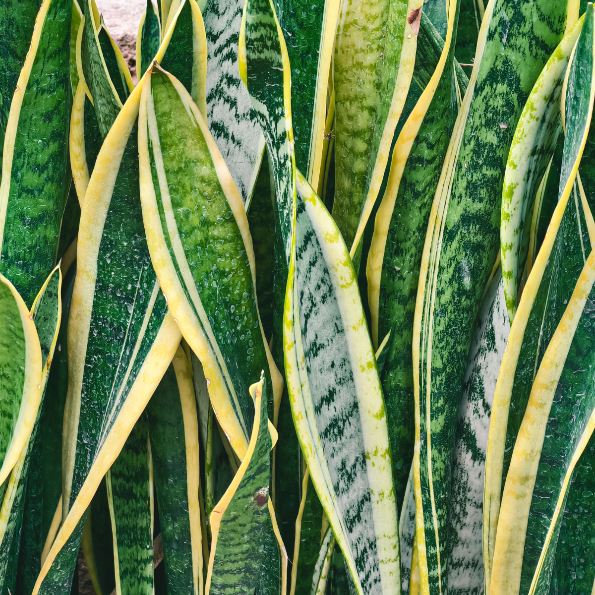Air Purifying Plants - For a Fresh Urban Jungle!