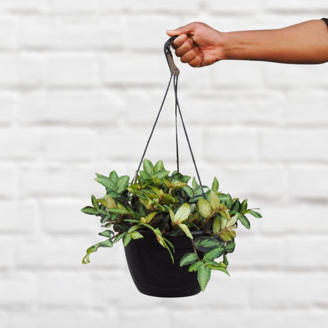 Trailing Watermelon Begonia - Shop Online!