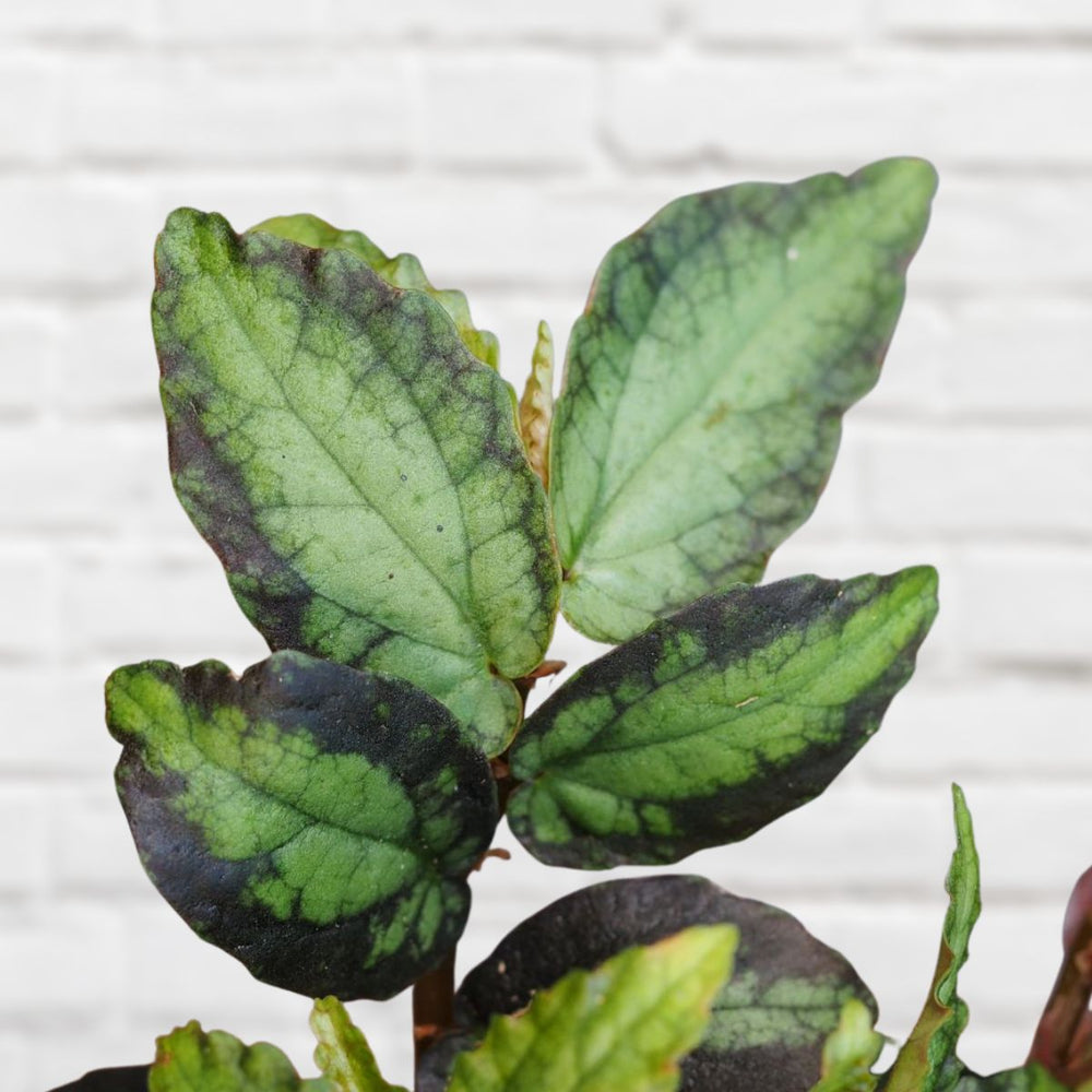 Trailing Watermelon Begonia - Shop Online!