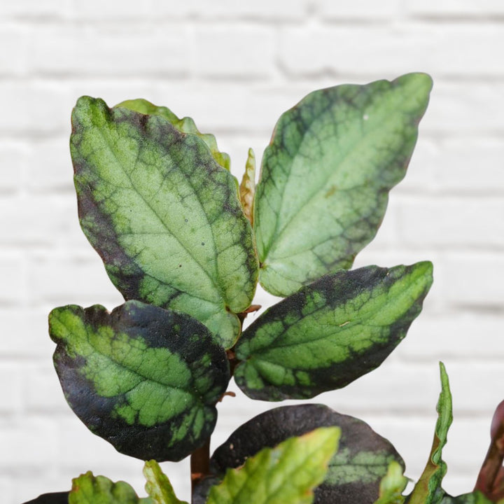 Trailing Watermelon Begonia - Shop Online!