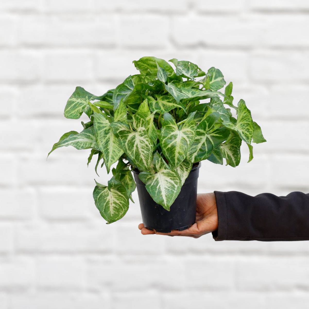 arrowhead plant air purifier Arrowhead Plant