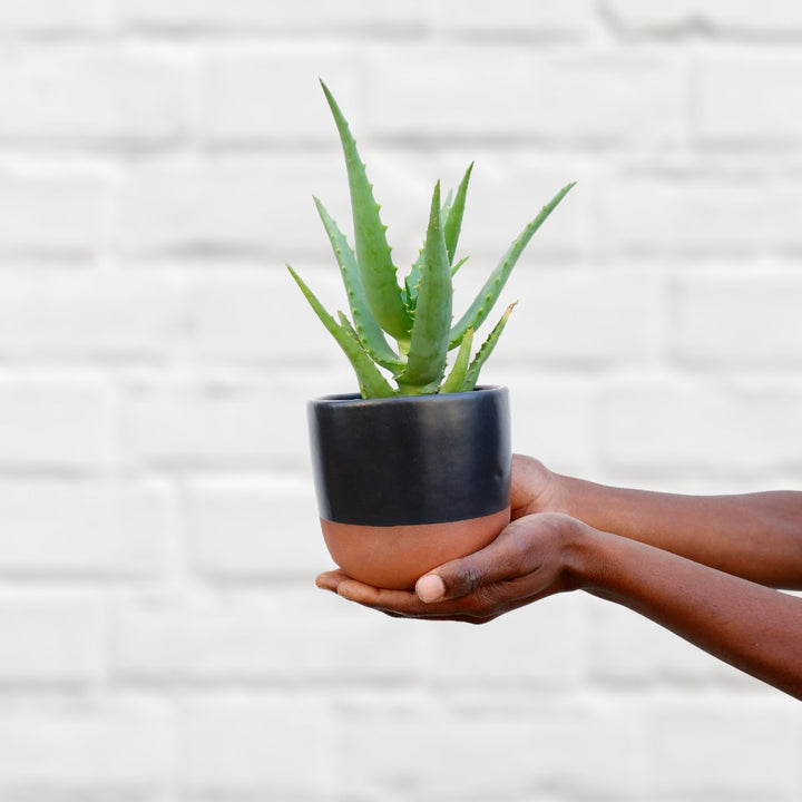 Aloe - Gold Mine - Shop Online!