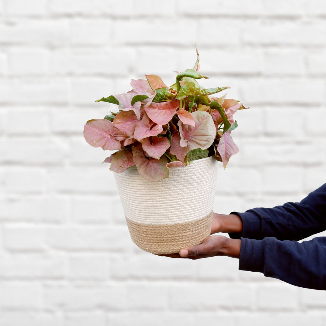 Arrowhead Neon - Large - Shop Online!