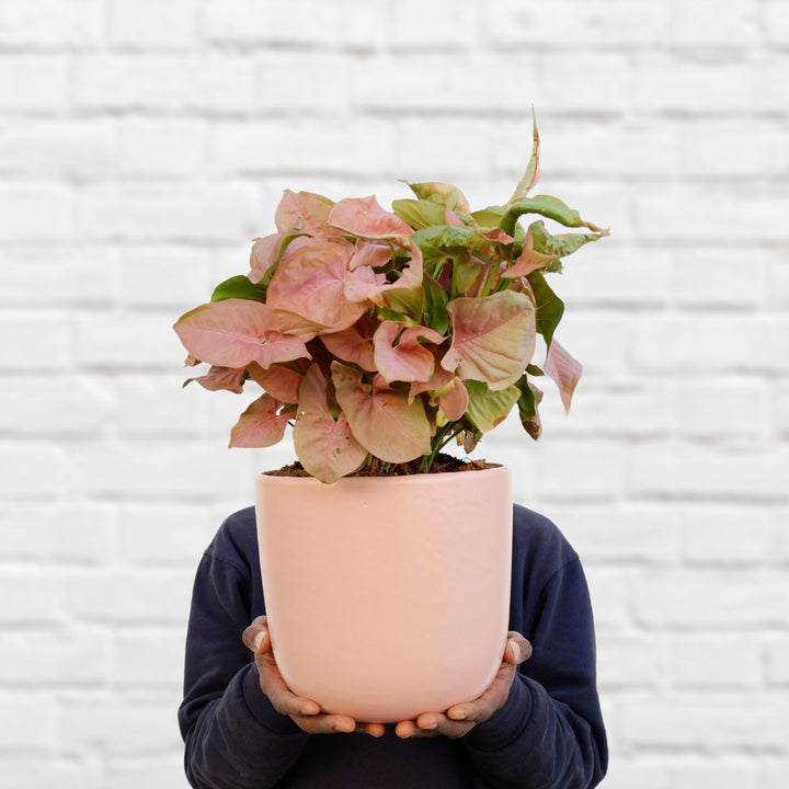 Arrowhead Neon - Large - Shop Online!