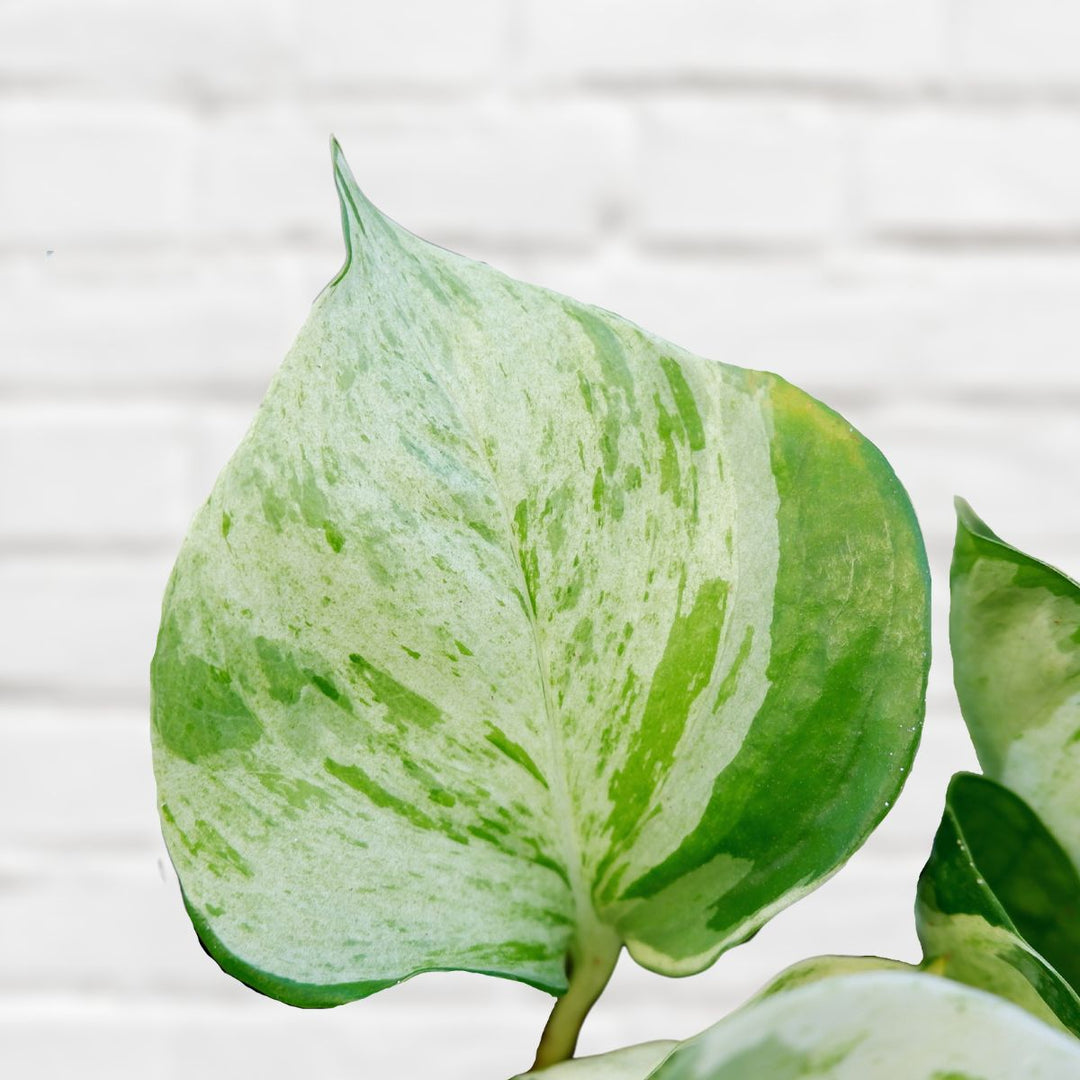 Pothos - Manjula - Shop Online!