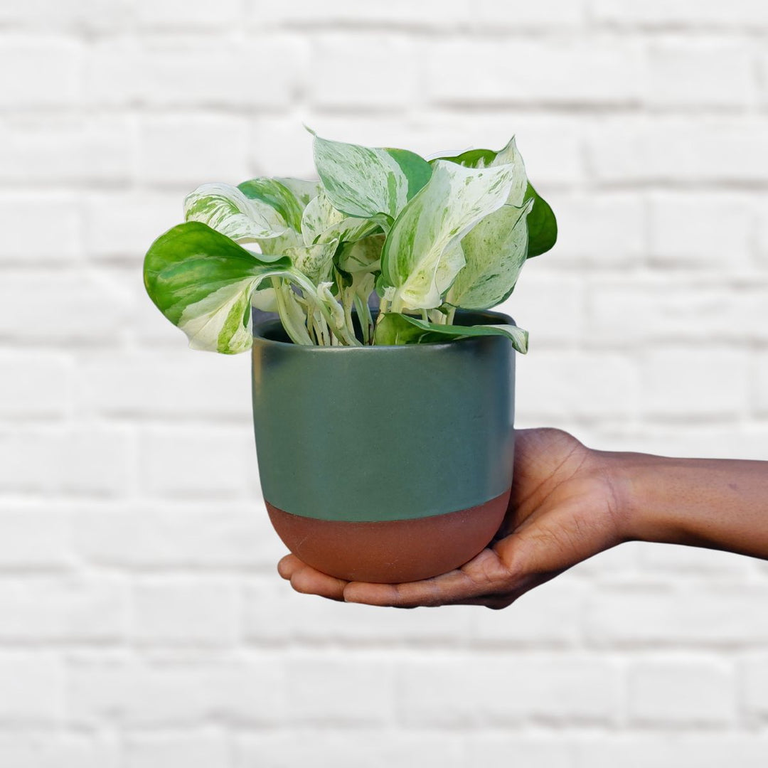 Pothos - Manjula - Shop Online!