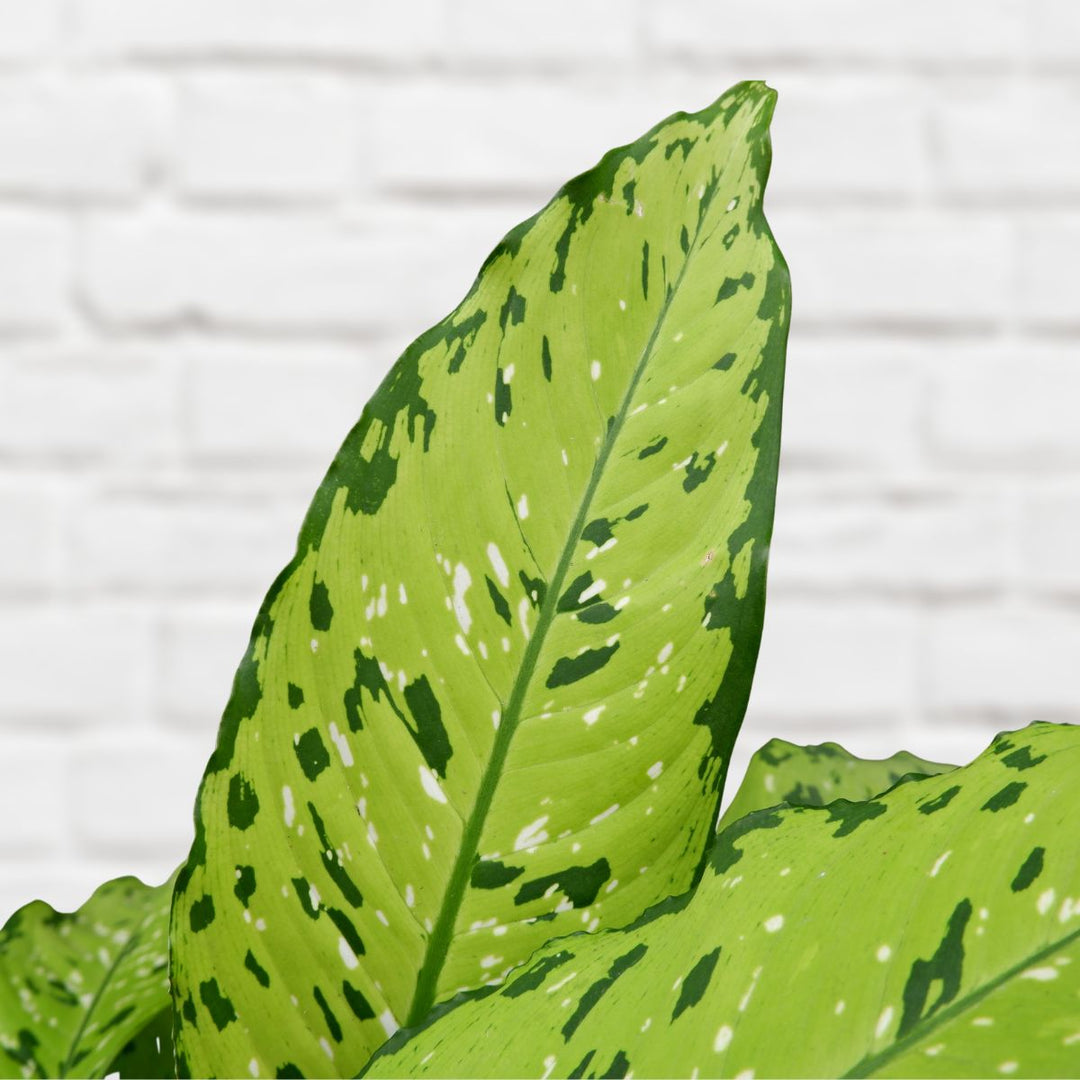 Dieffenbachia - Bausei - Shop Online!