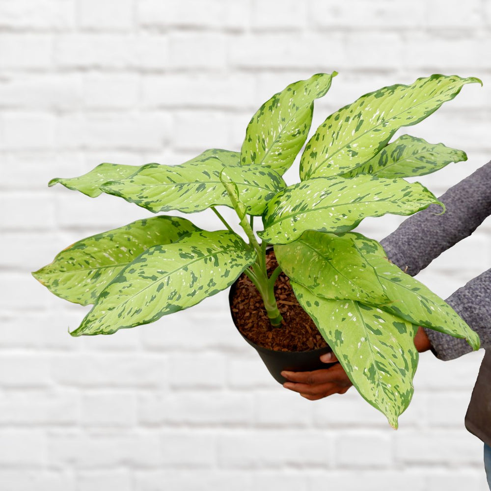 Dieffenbachia - Bausei - Shop Online!