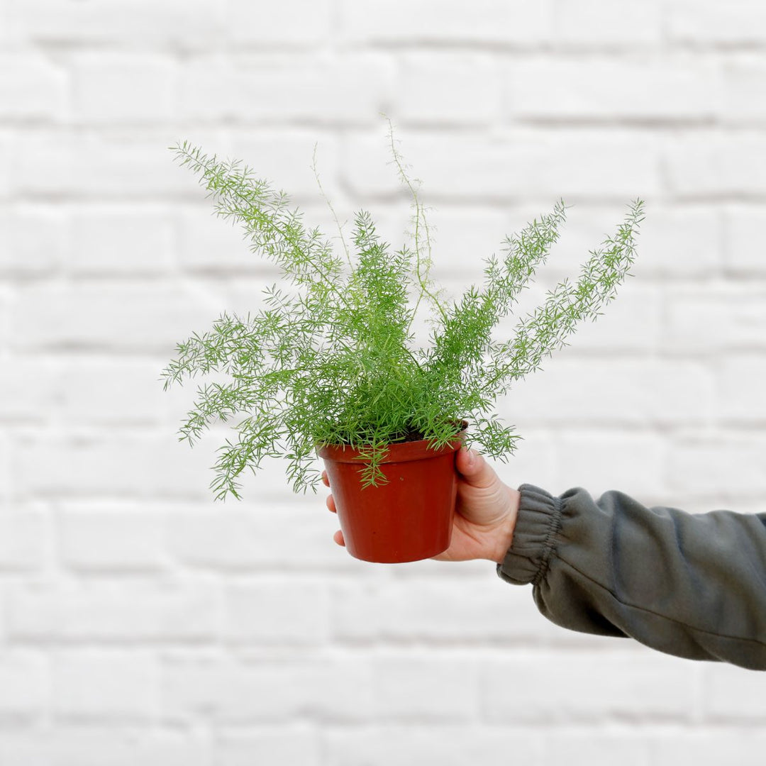 Katstert Asparagus Fern - Shop Online!