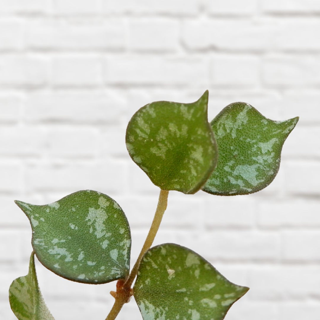 Hoya Curtisii - Shop Online!