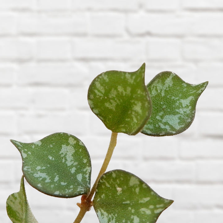 Hoya Curtisii - Shop Online!