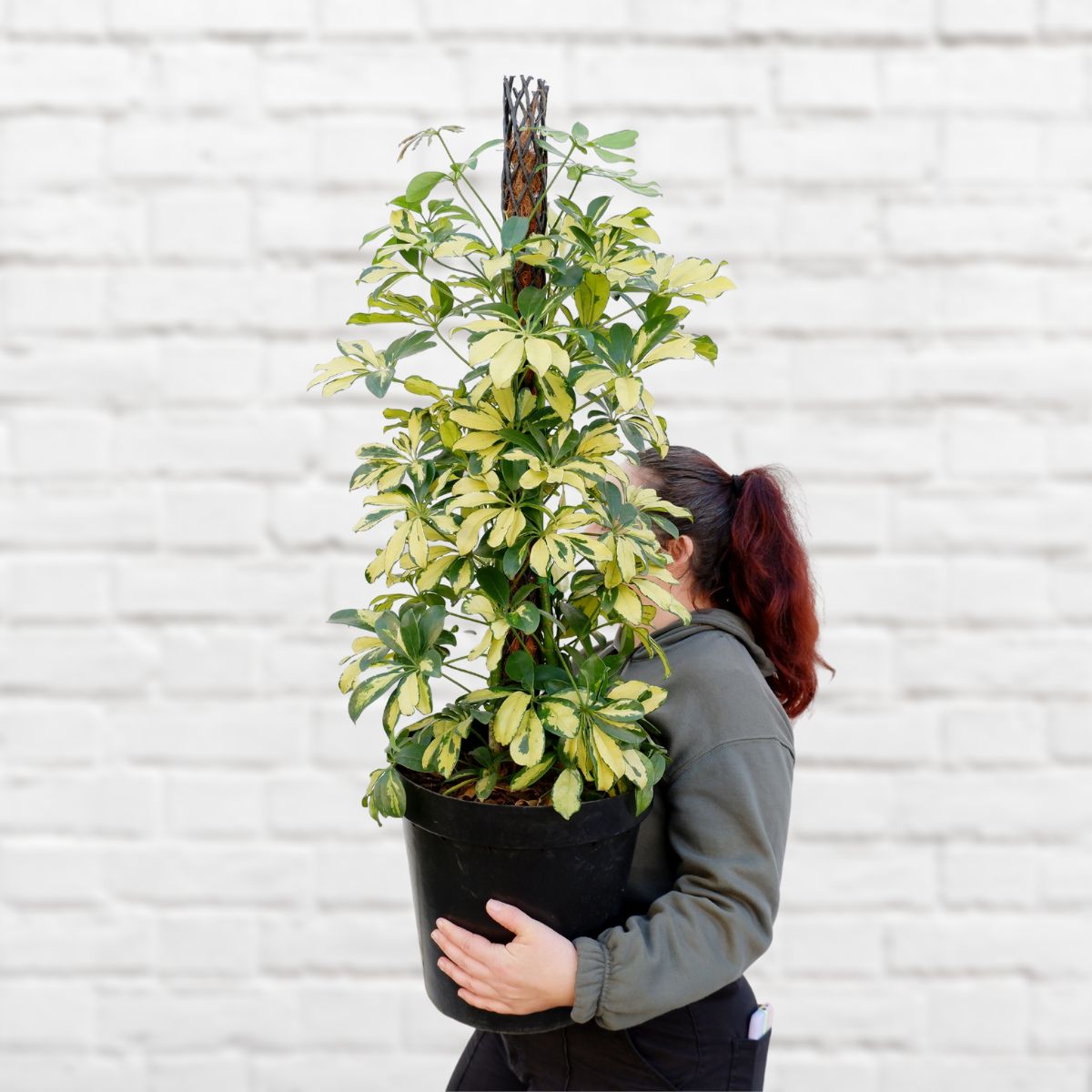 Umbrella Plant - LARGE – Plantify - Urban Nursery