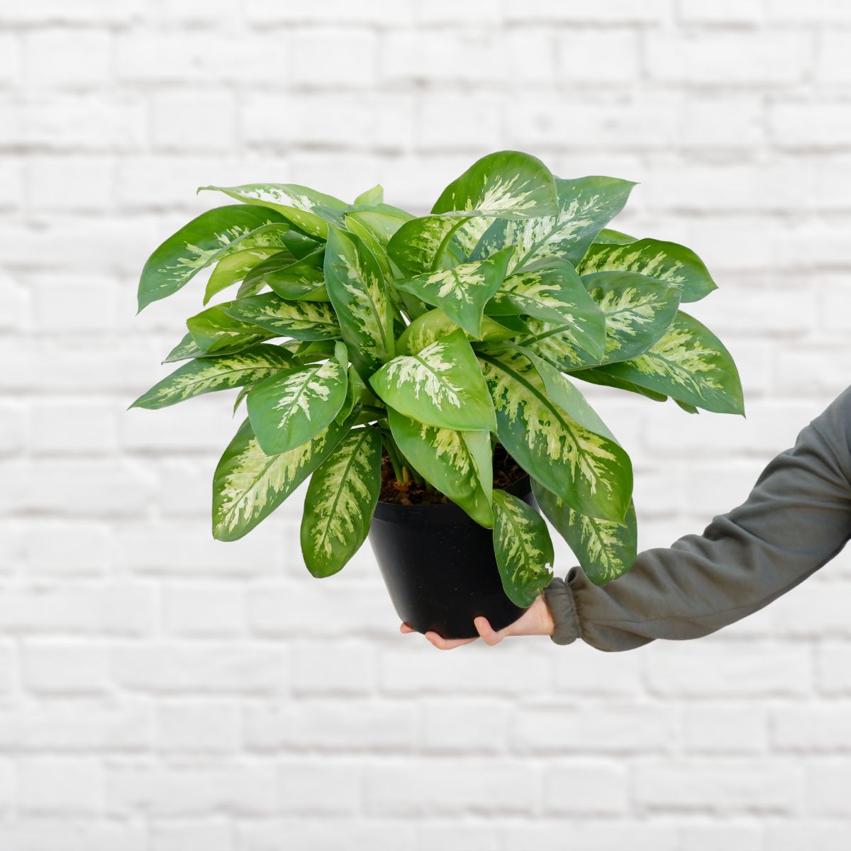 dieffenbachia alex Dieffenbachia - Alex