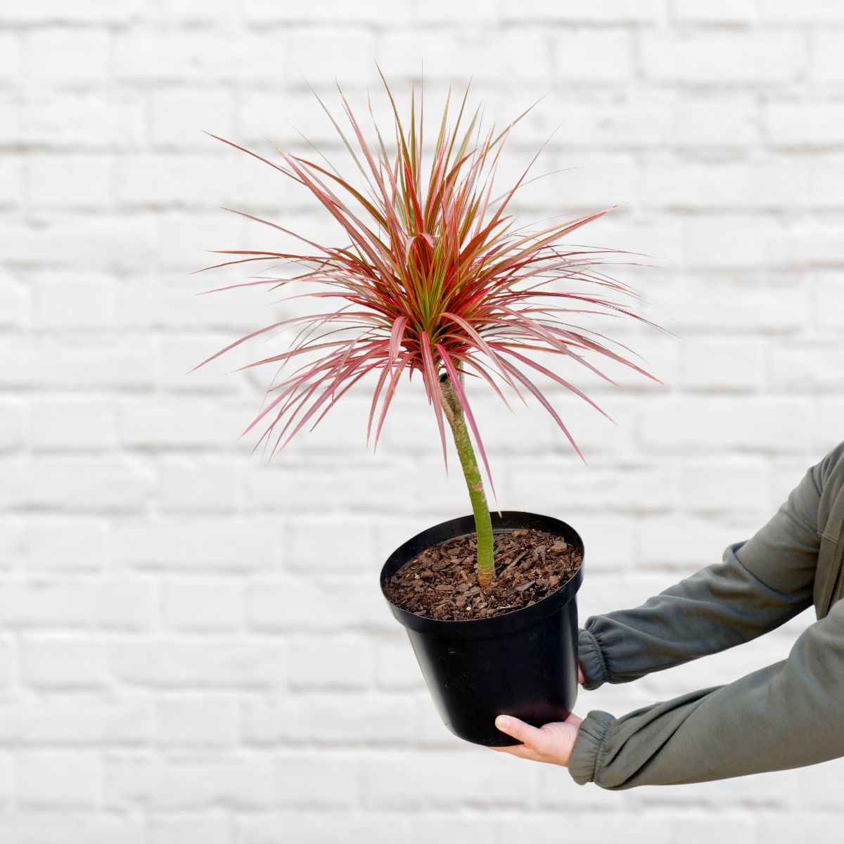 dracaena marginata tricolor plant Dragon Tree - Colorama