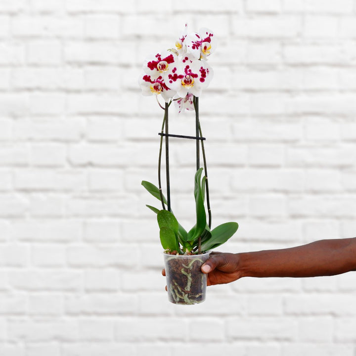 Moth Orchid - Shop Online!