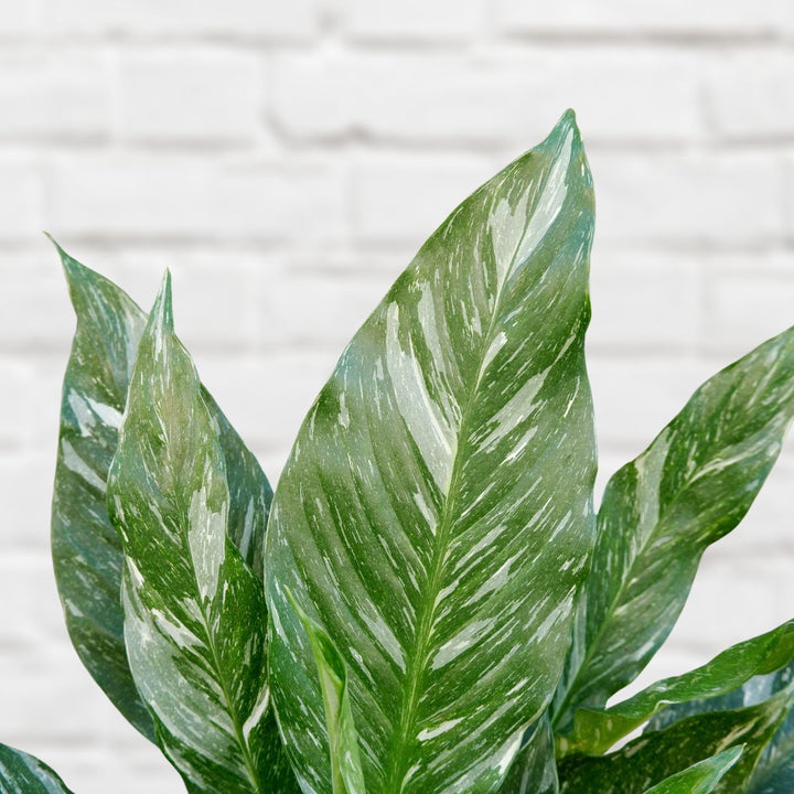 Peace Lily - Diamond Variegated - Shop Online!