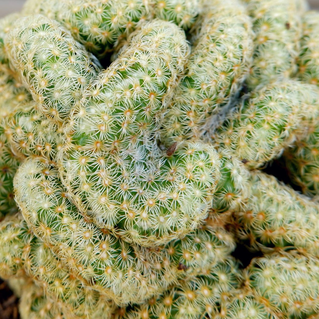 Brains Cactus - Shop Online!