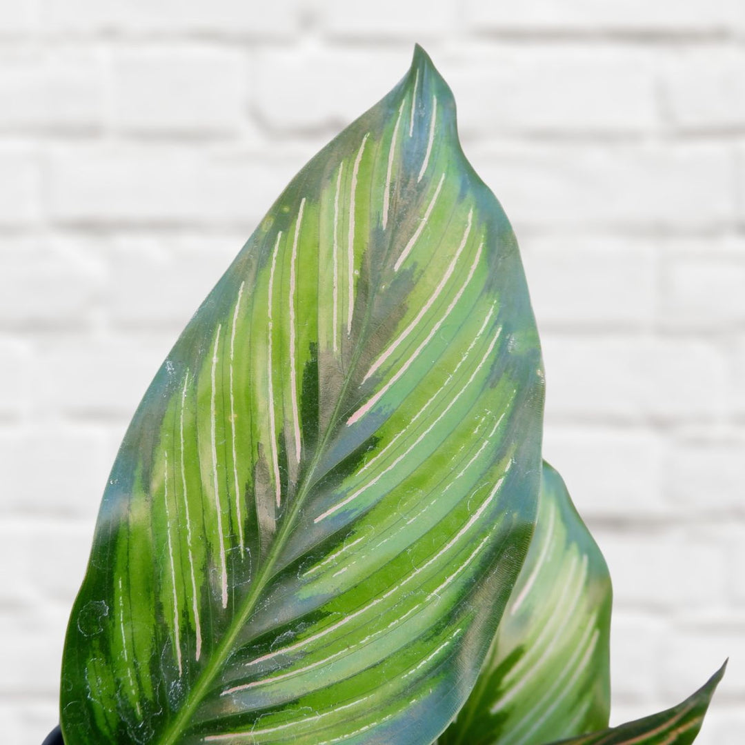Calathea Beauty Star - Shop Online!