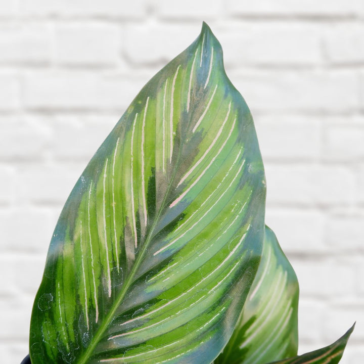 Calathea Beauty Star - Shop Online!
