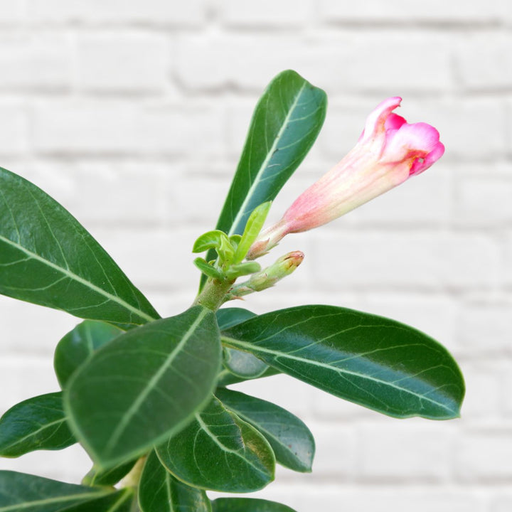 Impala Lily - Shop Online!