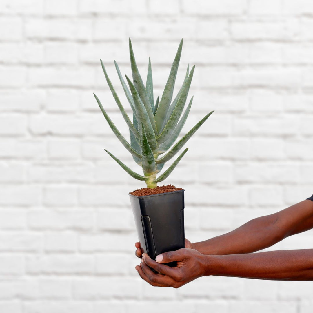 Kokerboom - Shop Online!