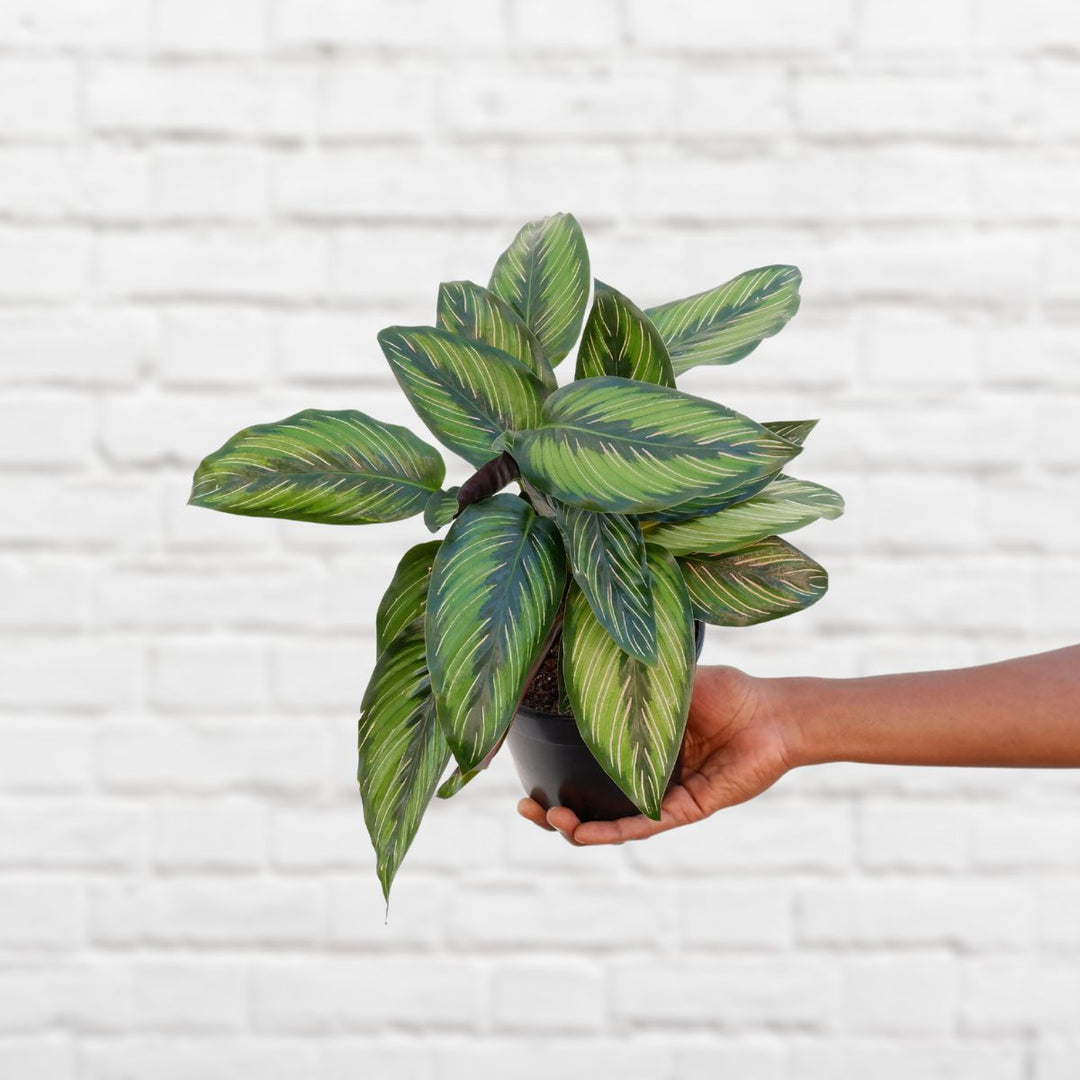 Calathea Beauty Star - Shop Online!