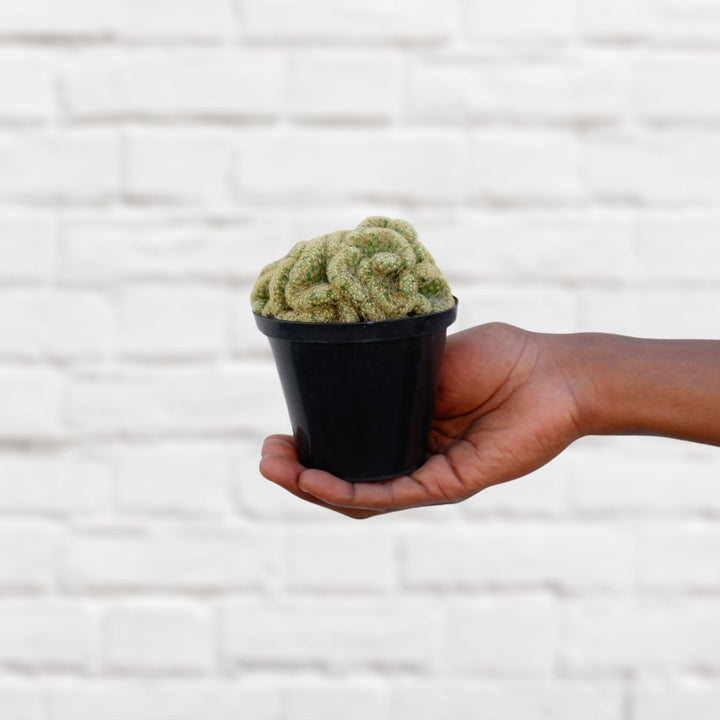 Brains Cactus - Shop Online!