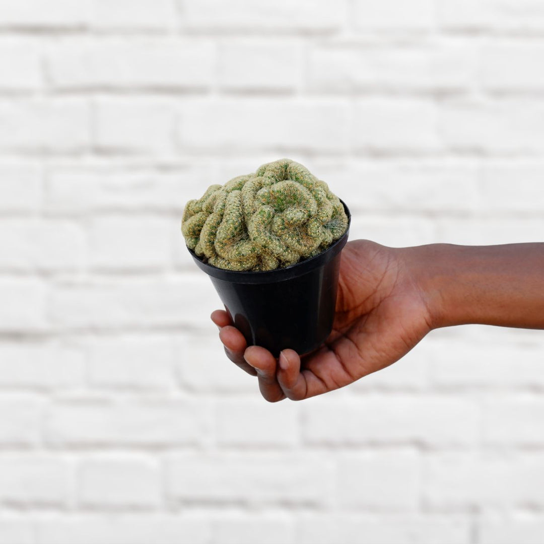 Brains Cactus - Shop Online!