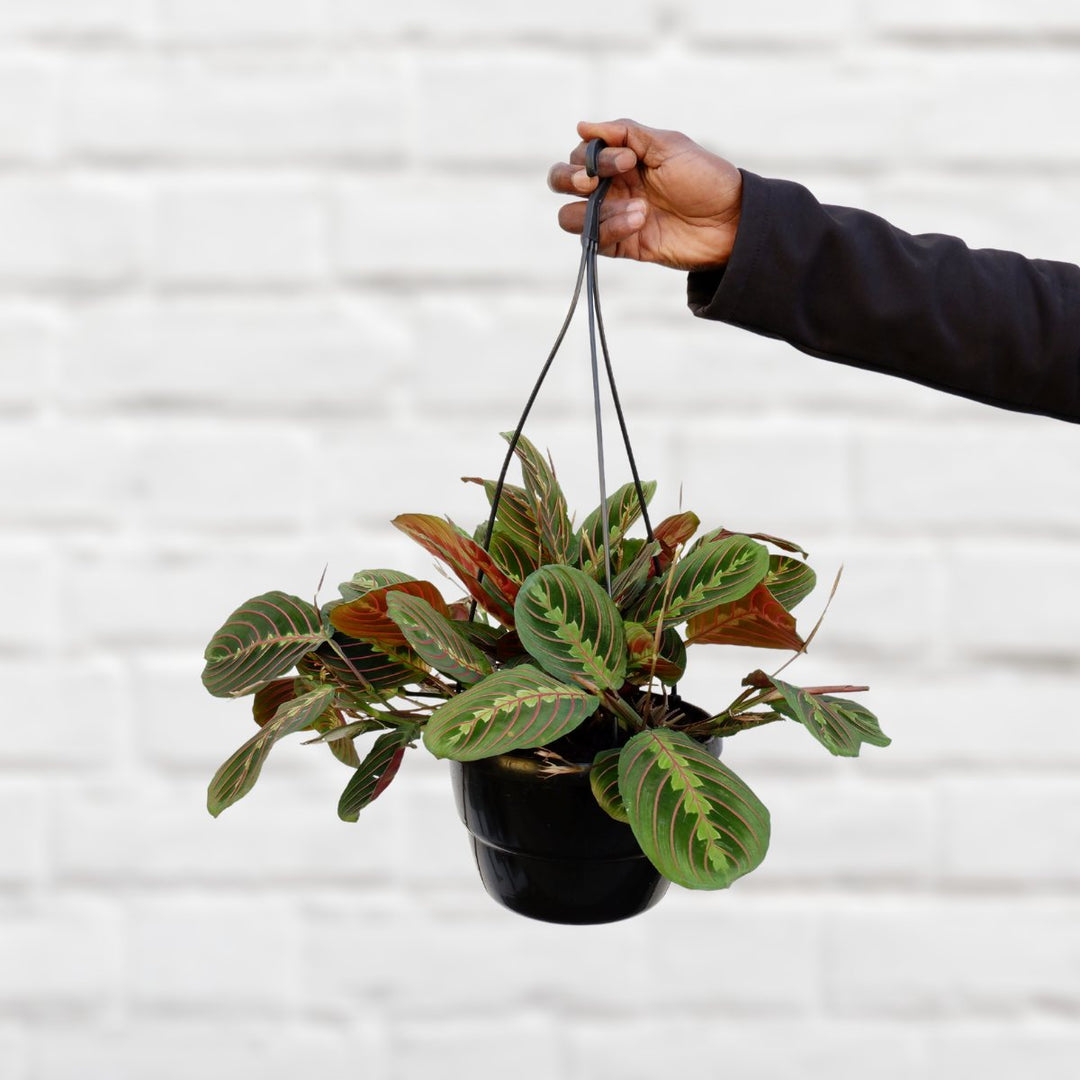 Prayer Plant - Large - Shop Online!