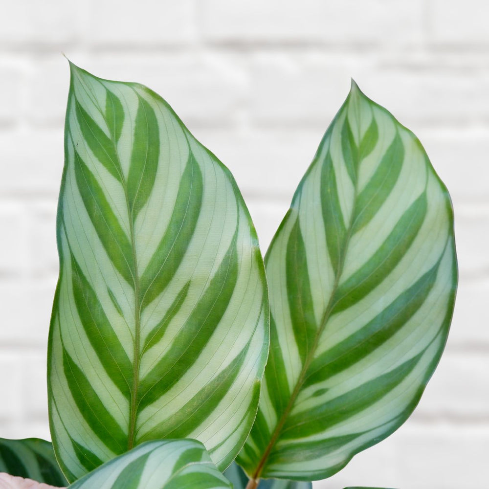 Calathea Freddie - Shop Online!