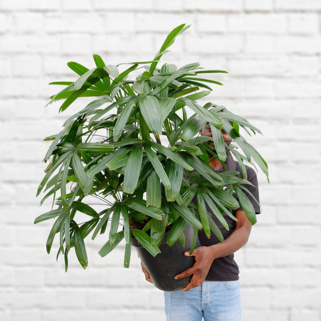Broadleaf Lady Palm - Shop Online!
