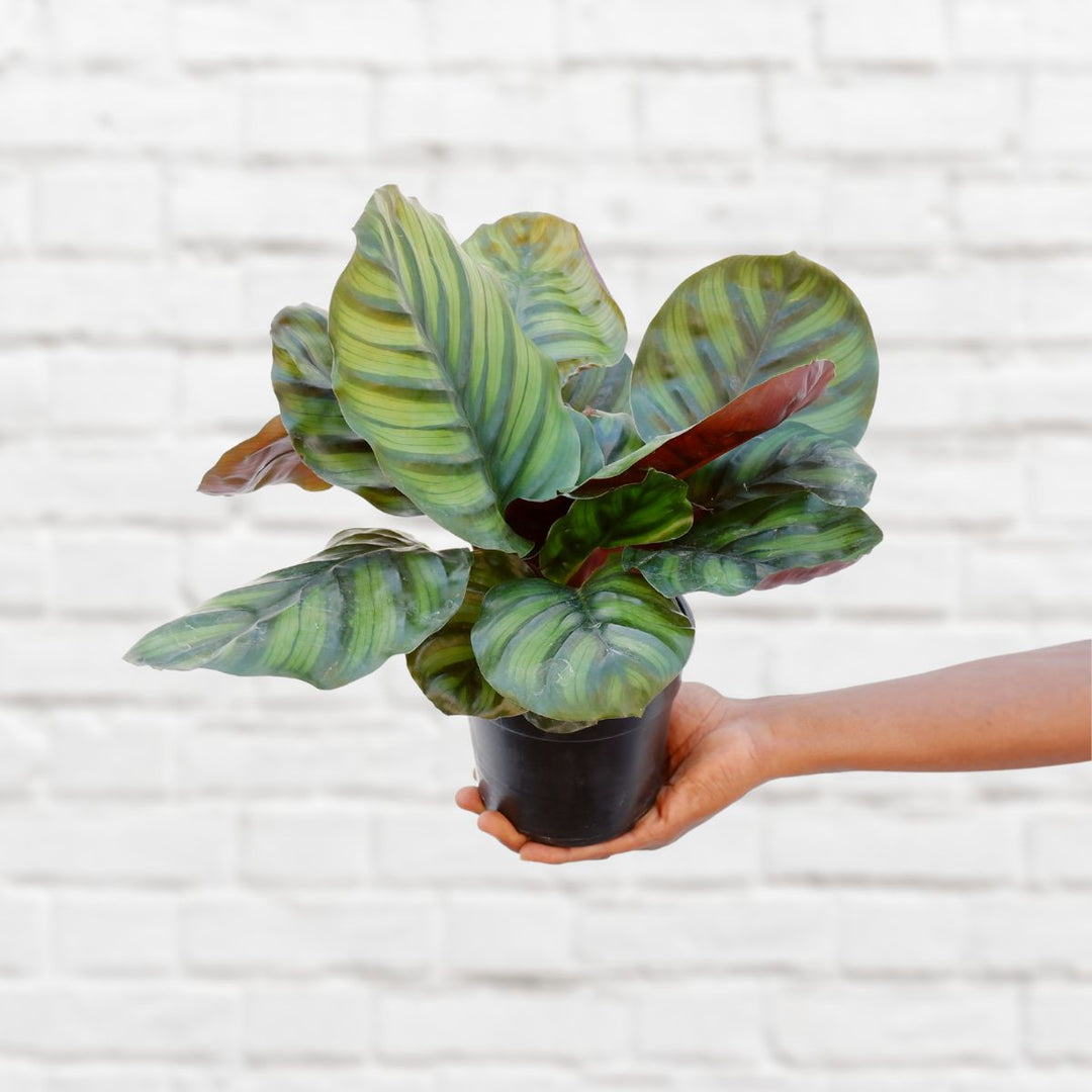 Calathea Fasciata - Shop Online!