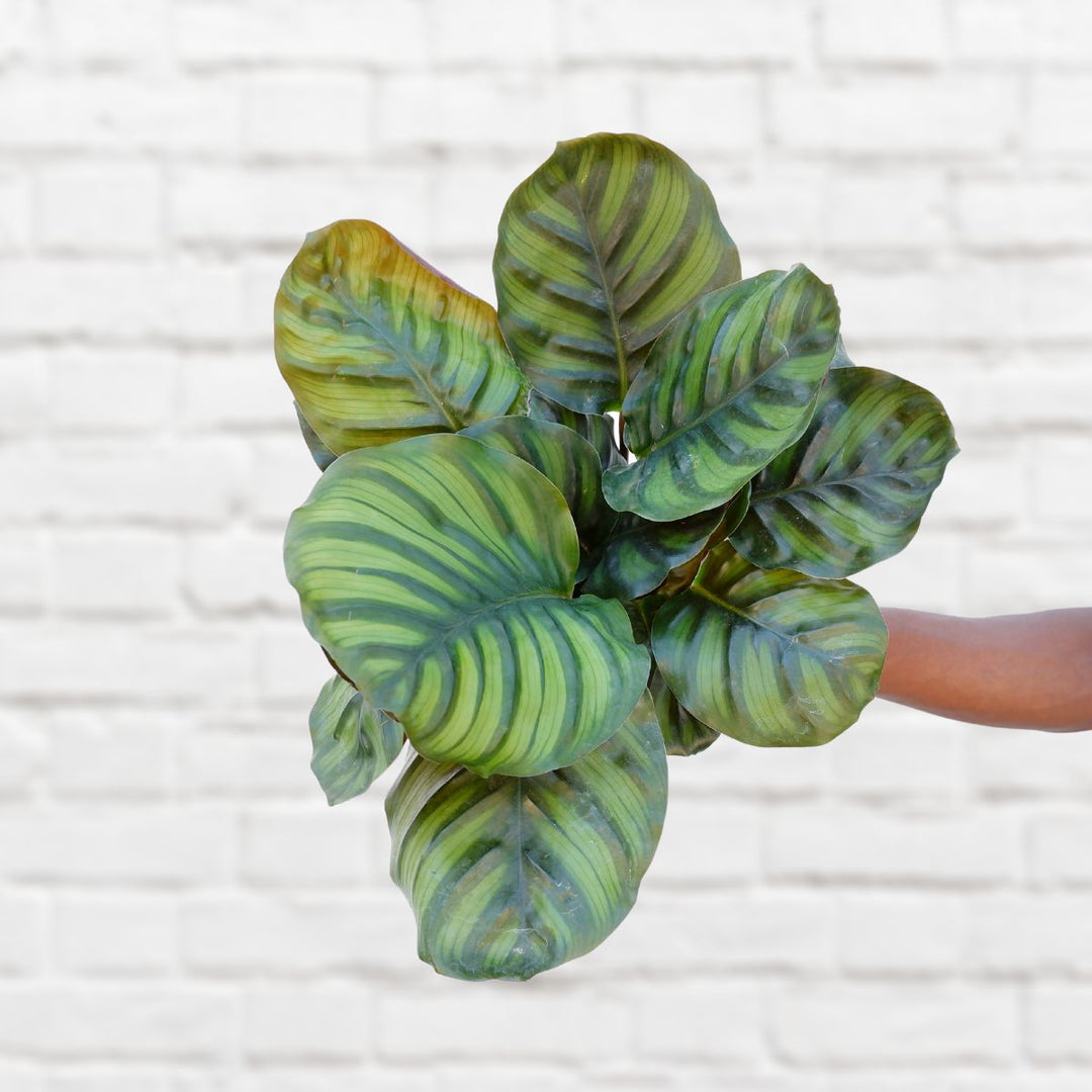 Calathea Fasciata - Shop Online!