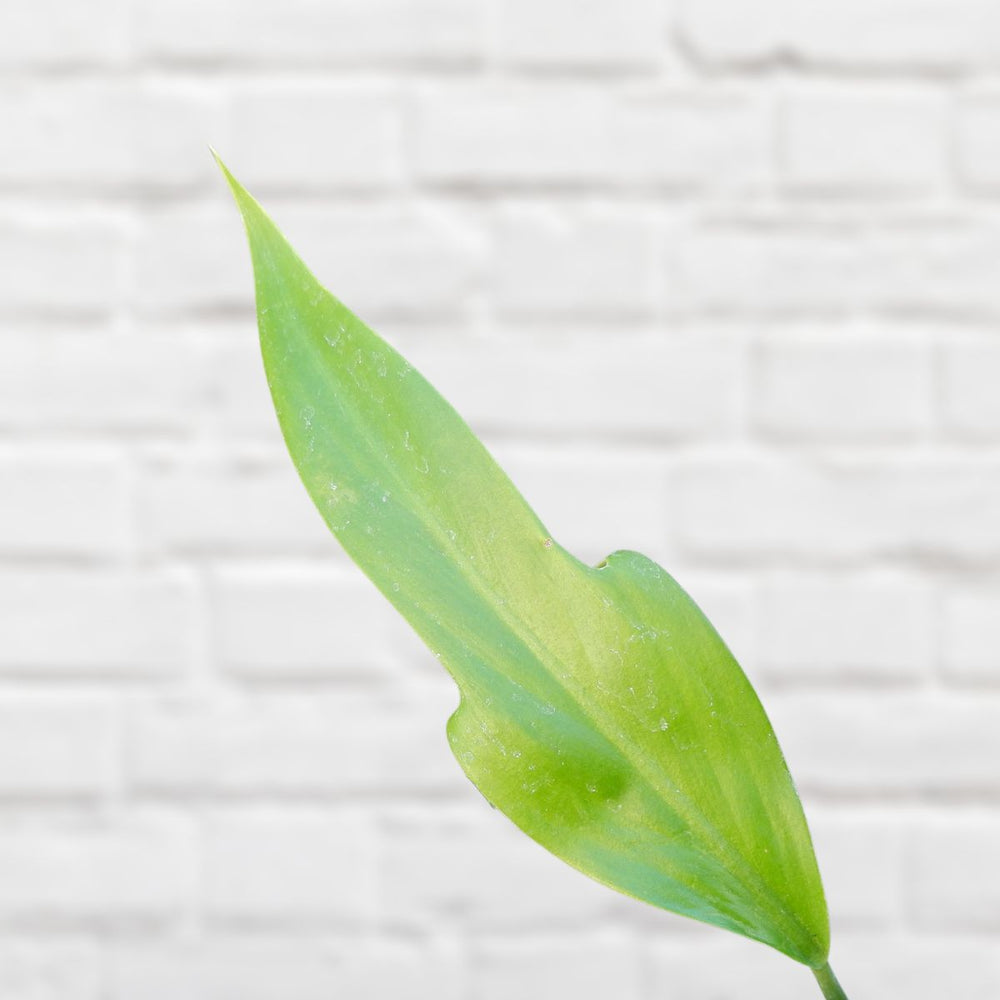 Panda Philodendron - Shop Online!