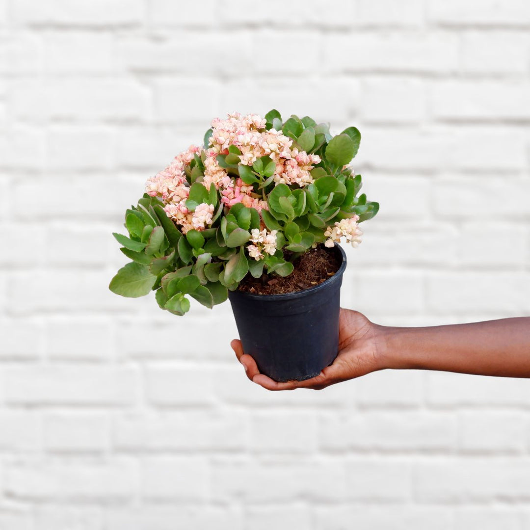 Calandiva - Shop Online!