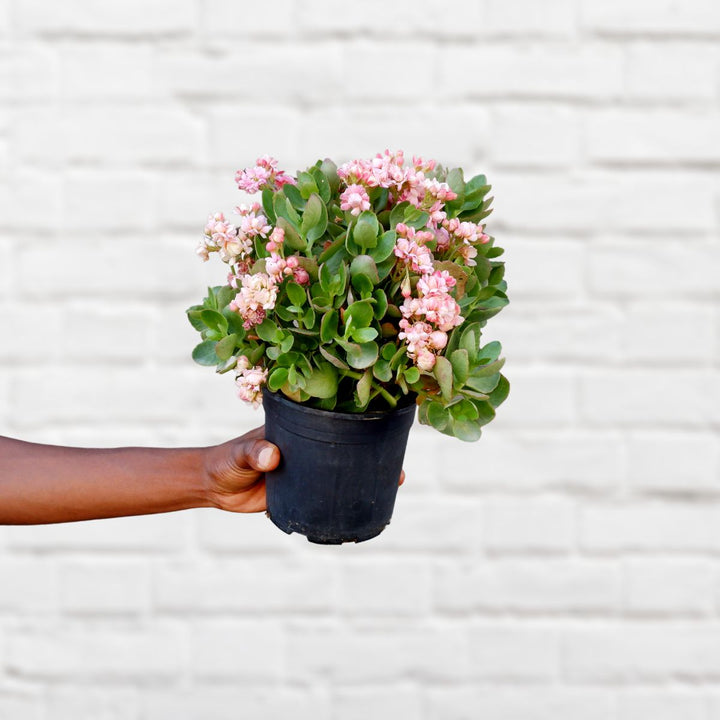 Calandiva - Shop Online!