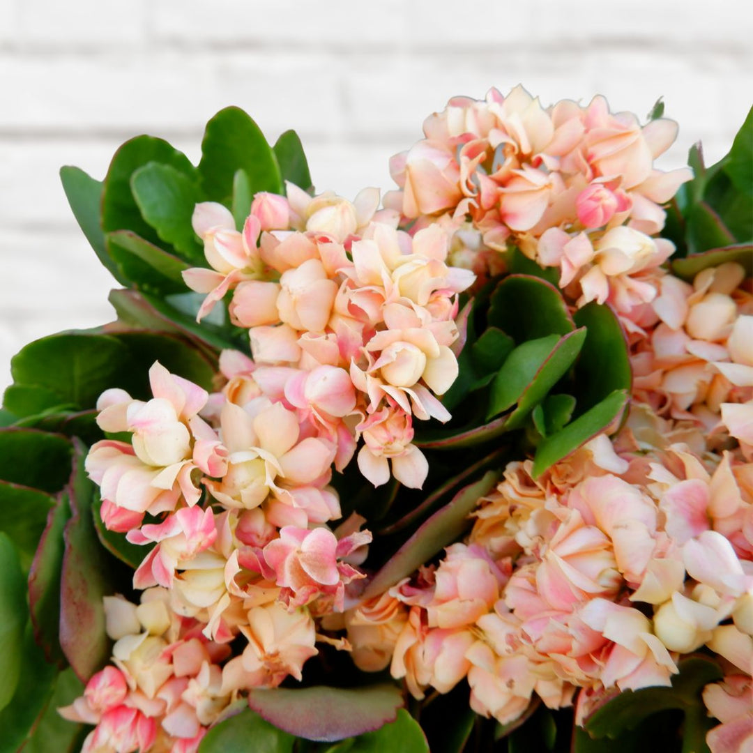 Calandiva - Shop Online!