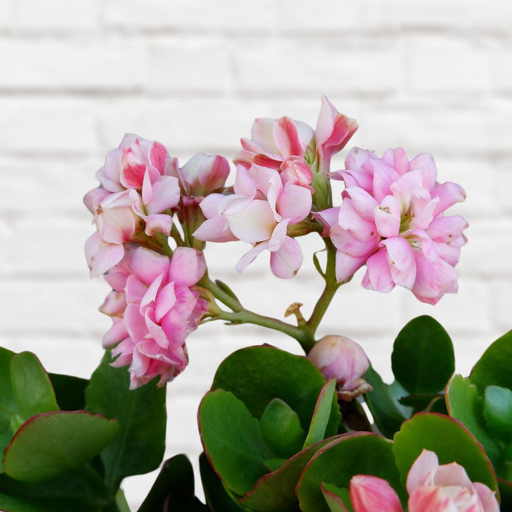 Calandiva - Shop Online!