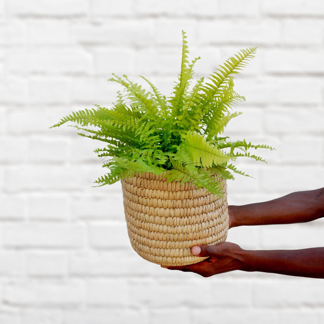 Boston Fern - Golden Glow - Shop Online!