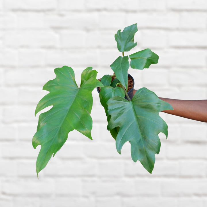 Oakleaf Philodendron - Shop Online!