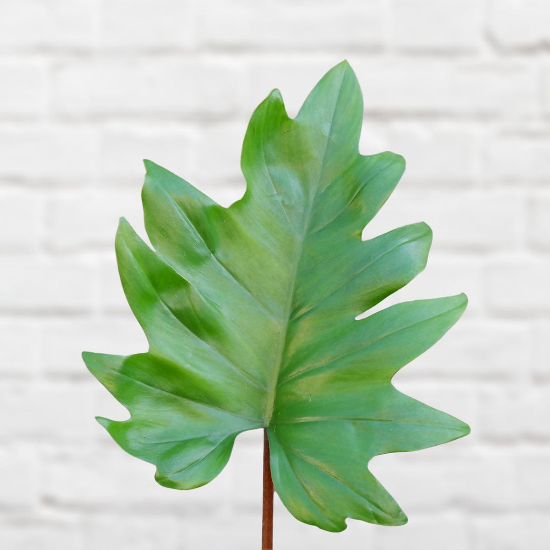 Oakleaf Philodendron - Shop Online!