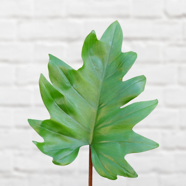 Oakleaf Philodendron - Shop Online!