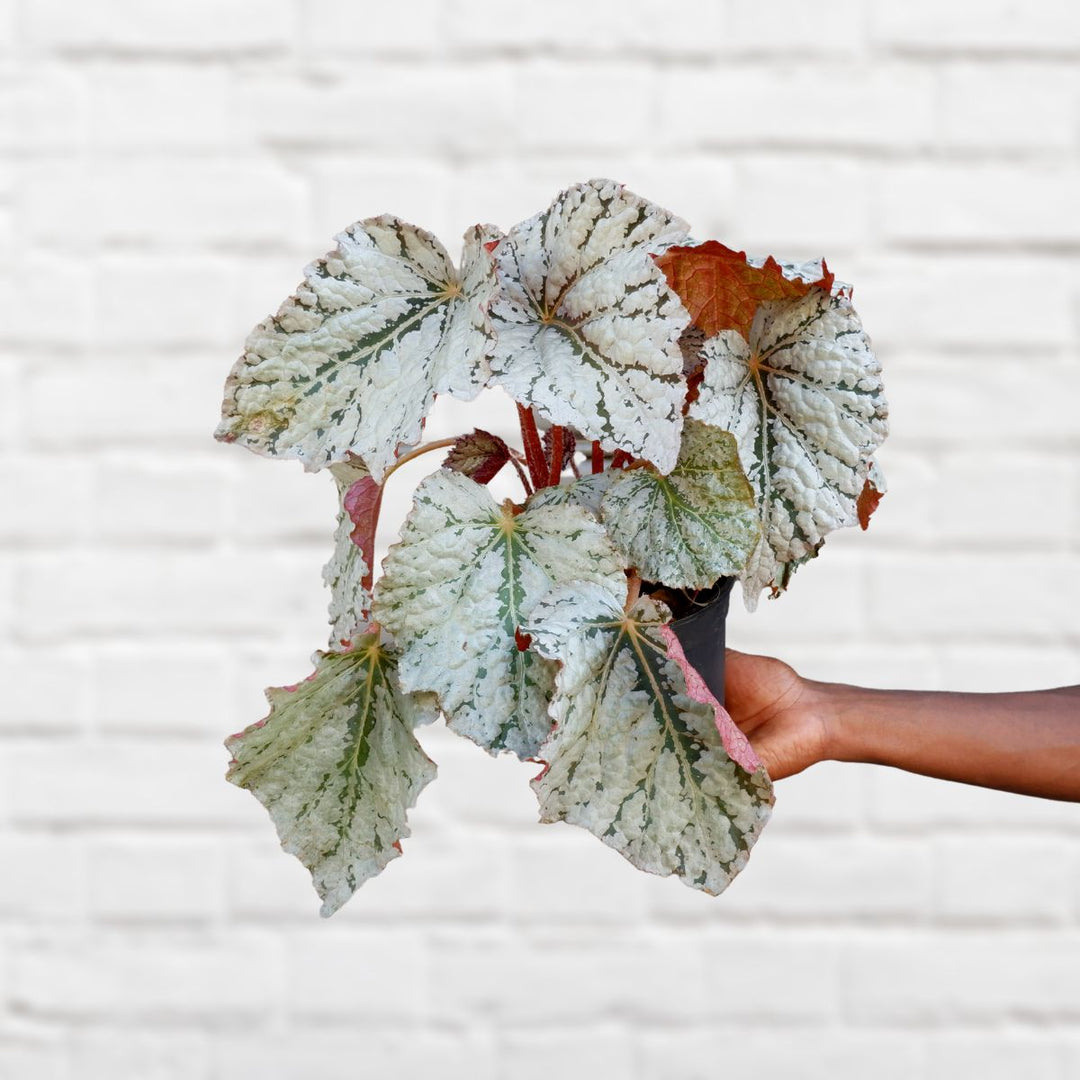 Begonia Rex - Silver Splash - Shop Online!