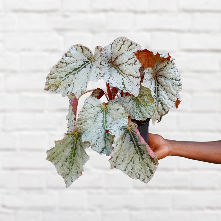 Begonia Rex - Silver Splash - Shop Online!