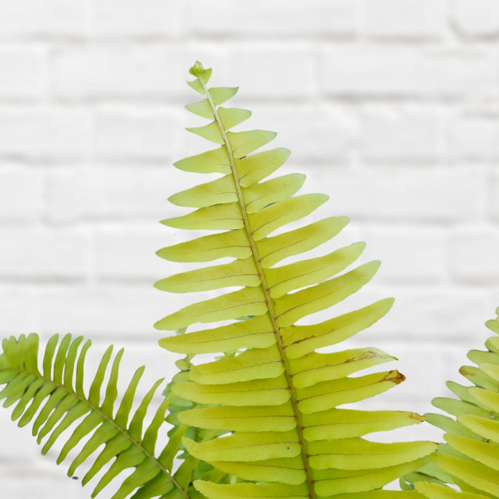 Boston Fern - Golden Glow - Shop Online!