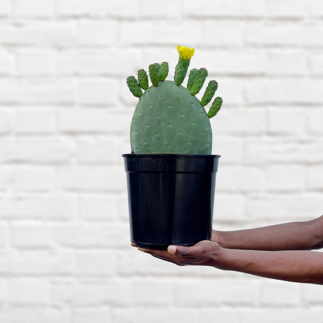 Cactus Pear - Algerian - Shop Online!